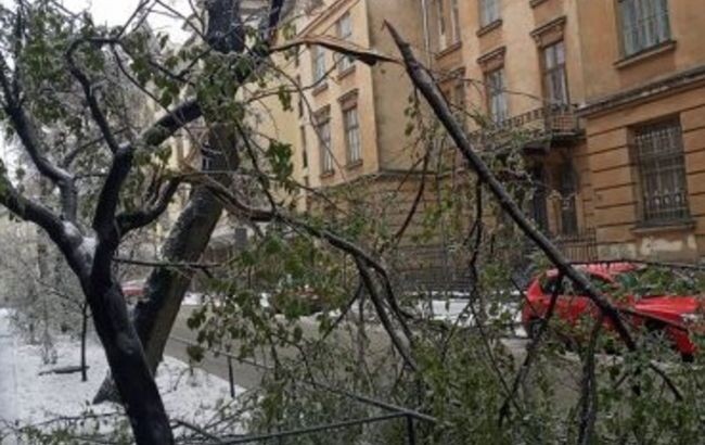 У Львові через негоду впало багато дерев, пошкоджено 10 автівок – міськрада ФОТО