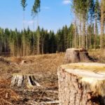 На Запоріжжі незаконно вирубали лісу на 2 млн грн ФОТО