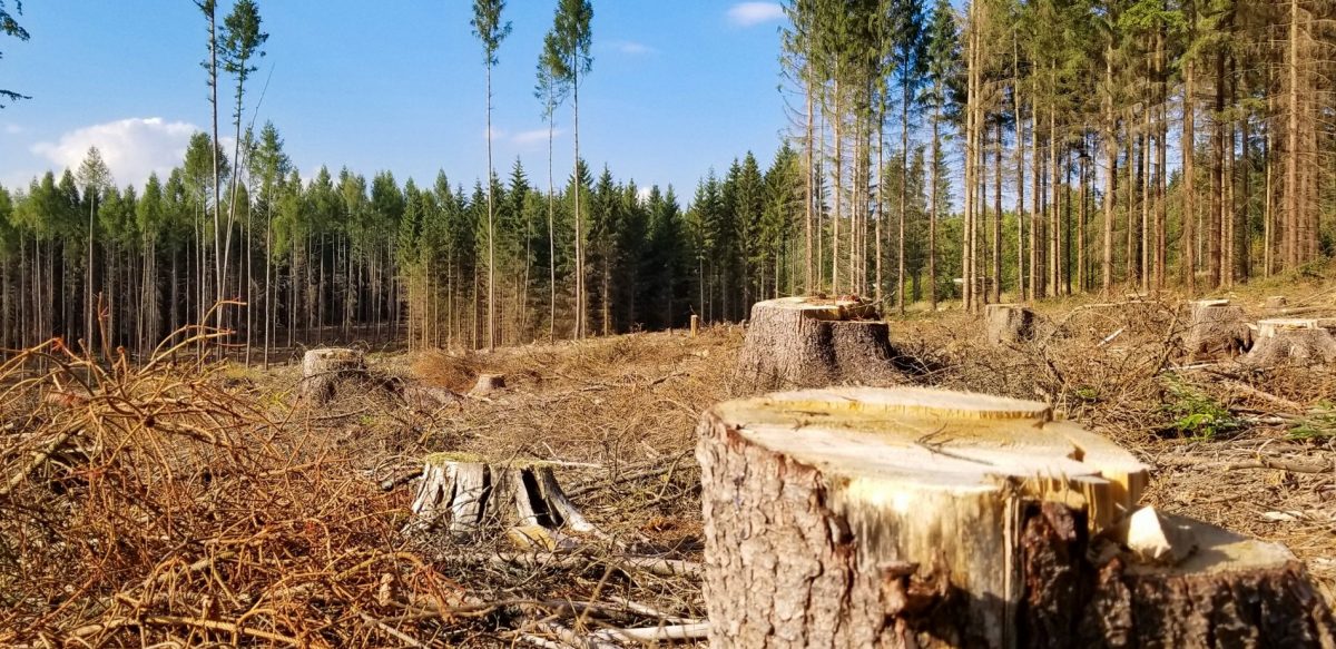 На Запоріжжі незаконно вирубали лісу на 2 млн грн 1 На Запоріжжі незаконно вирубали лісу на 2 млн грн ФОТО