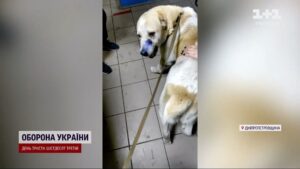 У Кам‘янському перевіряють дії поліцейського, який стріляв у собаку ФОТО