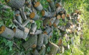 На Дніпропетровщині спіймали чоловіків, які вирубували дерева в заповідній зоні ФОТО