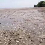 На Дніпропетровщині почався масовий мор риби після підриву Каховської ГЕС ФОТО