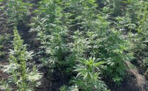 На Дніпропетровщині викрили наркоділків ФОТО