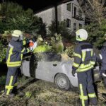 В Запоріжжі повалені шквальним вітром дерева пошкодили більше 10 автомобілів ФОТО