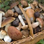 Наїлися блідих поганок: під Києвом люди отруїлися грибами ФОТО