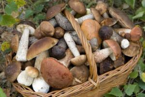 Наїлися блідих поганок: під Києвом люди отруїлися грибами ФОТО