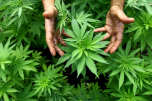 На Тернопільщині у жінки на городі виявили 44 кущі коноплі ФОТО