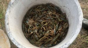 Наловив раків на півмільйона: на мешканця Київщини склали протокол ФОТО