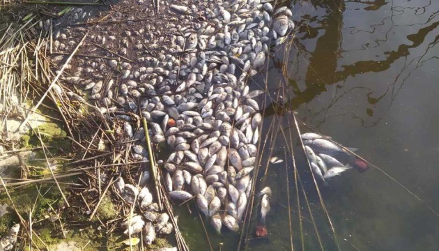На Житомирщині зафіксували масовий мор риби, збитки - понад 10 мільйонів ФОТО