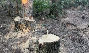 Нарубали дров на 100 тисяч: на Синельниківщині затримали злочинців ФОТО