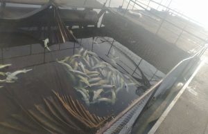 Власника "Нашої ряби" підозрюють у загибелі 9 тонн осетрів: агрохолдинг заперечує свою причетність ФОТО