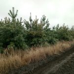 На Полтавщині експосадовець незаконно віддав в оренду 60 га лісництва – прокуратура ФОТО