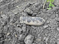 У прифронтовому районі Запорізької області через детонацію снаряда загинув місцевий житель, який збирав гриби ФОТО